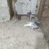 کفتر|پرنده|شیراز, گویم|دیوار