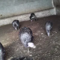 ۱۰تا بوقلمون برنزه انگلیسی