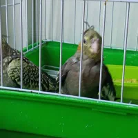 عروس هلندی|پرنده|کاشمر, |دیوار