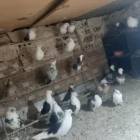 یک دسته کبوتر