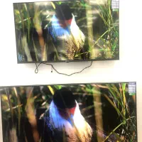 فروش تلویزیون شرایطی بدون سود با تخفیف ویژه