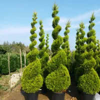 درختچه لاوسون چنار درخت بادام نهال درخت سرو کاج|خدمات باغبانی و درختکاری|شیراز, حومه شیراز|دیوار