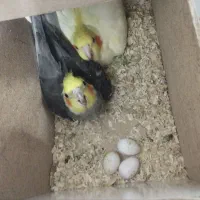 قناری ماده وجفت عروس
