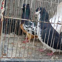 جاروبرقی کفتر