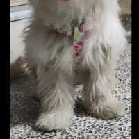 واگذاری توله