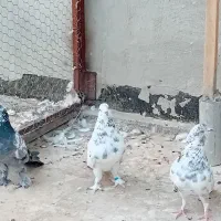 کبوتر