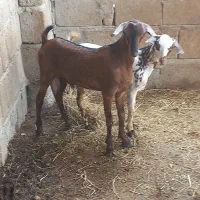 فروش کهره نری شهری و غوچ شهری چاق وچله