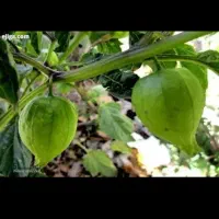 عروسک پشت پرده