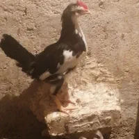 سلام خروس جوان گلین شهر ملاثانی