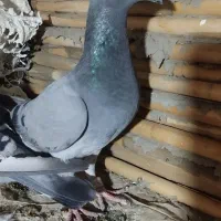 آلمانی|پرنده|گنبد کاووس, |دیوار