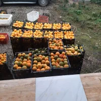 خاور میخوام برای بار پرتغال ببره نهاوند