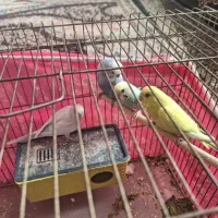 فروش مرغ عشق