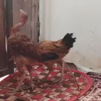 سلام جوجه شوربه ای چاغ|حیوانات مزرعه|کرباسک, |دیوار