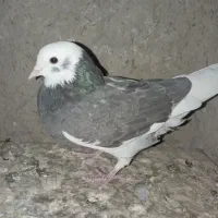 شازده ماده|پرنده|زابل, |دیوار