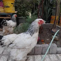 مرغ برهما