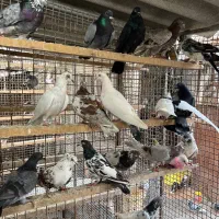 کبوتر کشتنی و سربری چاق