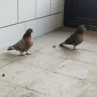 کبوتر ترکیه ای