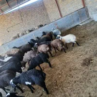 بره