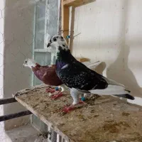 چندتاپلاکی زرنگ|پرنده|شوشتر, |دیوار