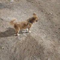 سگ پاپی|سگ|شیراز, کوزه گری|دیوار