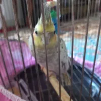 عروس هلندی (ماده)