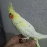 عروس هلندی نر نیمه رام|پرنده|بندرعباس, |دیوار