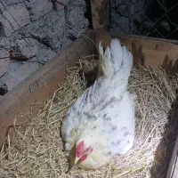فروش مرغ کرچ