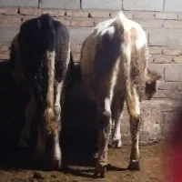 گوساله