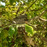 کود سفید دوکیسه