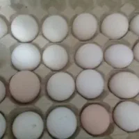 تخم مرغ گلین ریشو پنگونی و برهما لایت و برهما کوکو