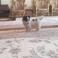 سگ کوچولو پامر اشپیتز|سگ|تبریز, |دیوار