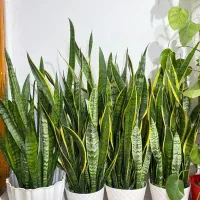 قرص کود۱۲۰عددی|گل و گیاه طبیعی|اسالم, |دیوار