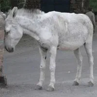 الاغ فروشی