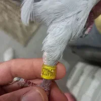 دوبر مسافتی غریبگیری|پرنده|سراب, |دیوار