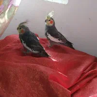 عروس هلندی شش ماهه میشه باهاشون کار کرد سخنگو بشن