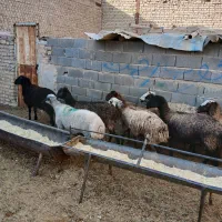میش شیشک بره بز آبستن|حیوانات مزرعه|تهران, آبشار|دیوار