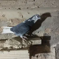 کبوتر پرشی روزگاری|پرنده|خمینیشهر, |دیوار
