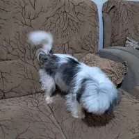 سگ خانگی اپارتمان|سگ|لاهیجان, کوی زمانی|دیوار