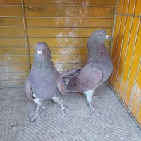 فروش کفتر|پرنده|اصفهان, خانه اصفهان|دیوار