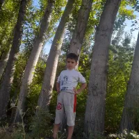 درآمدی میلیاردی با کشت نهال صنوبر نهالی کم توقع