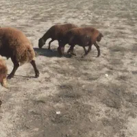 فروش گوسفندابستن و بره دار