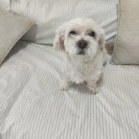 واگذاری رایگان|سگ|ساری, |دیوار