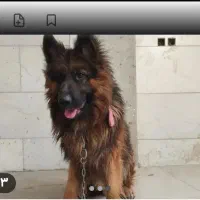 فروش سگ ژرمن کلاس a ماده 18ماهه|سگ|جیرفت, |دیوار