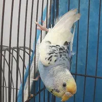 طوطی عروس ومرغ عشق|پرنده|آستانه اشرفیه, |دیوار