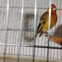سهره قناری مست