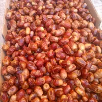 زاهدی جنوب ،مفت