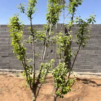 زمین ملکی ۵۸۵متر آب برق گاز با نگهبانی سه شیف|فروش زمین و ملک کلنگی|مشهد, فردوسی|دیوار