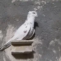 کفتر|حیوانات|تاکستان, |دیوار