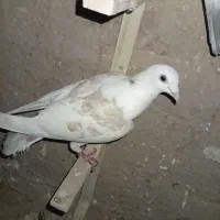 معاوضه دارم