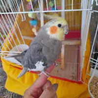 جفت عروس هلندی